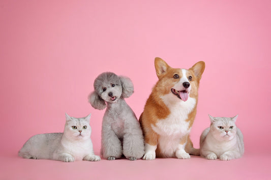 Vitamin D for Dogs and Cats: More Than Strong Bones