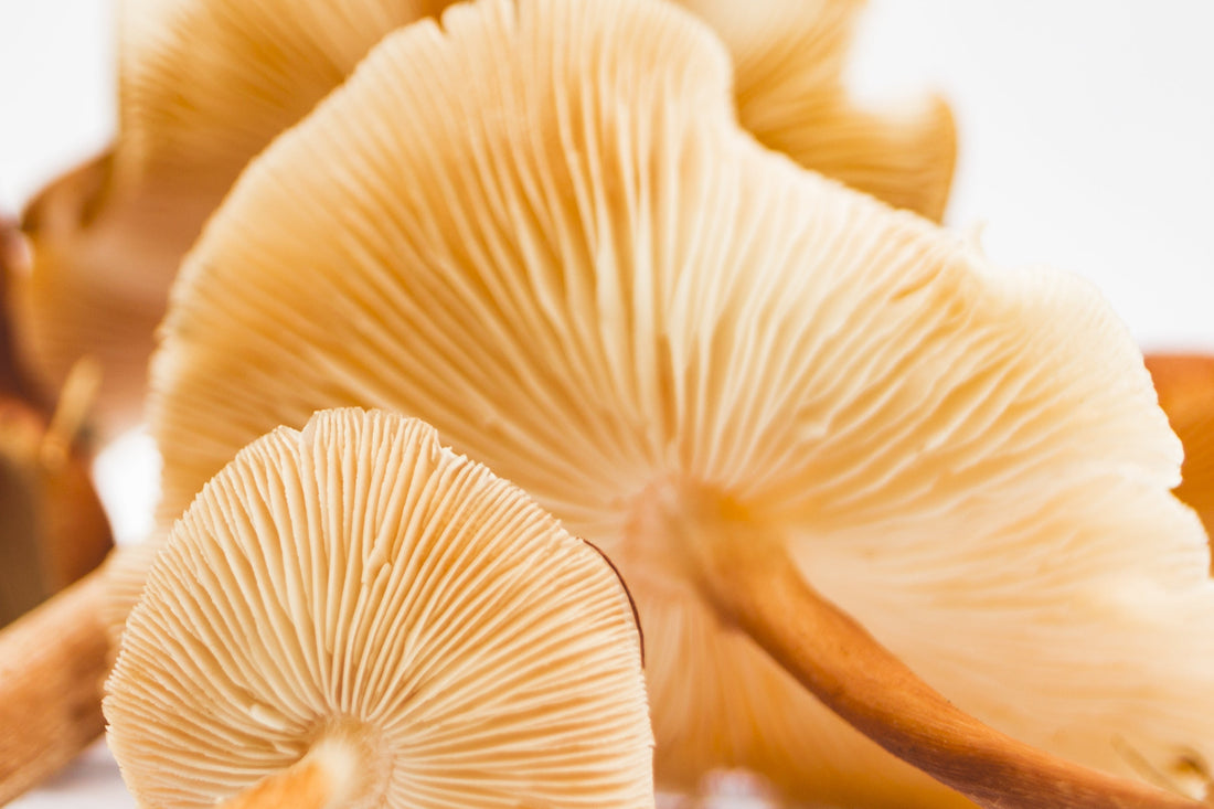 Five Mushrooms Science Is Finally Catching Up To