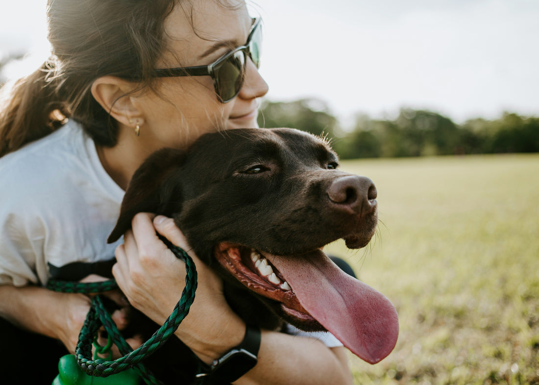 Vitamin D and Pet Immune Function: What Pet Owners Should Know This Tick Season