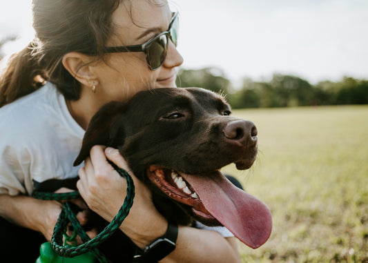 Vitamin D and Pet Immune Function: What Pet Owners Should Know This Tick Season